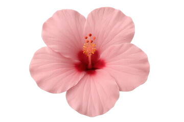 Naklejka premium Pink hibiscus flower detail with petals, stamen, and pistil central, isolated with transparent background