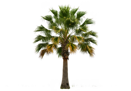 Lush green palm tree with textured trunk and scattered purple fruits detailed closeup isolated on transparent background