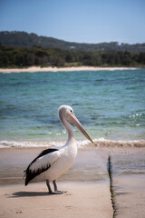 A pelican on sand in front of blue water in Australia