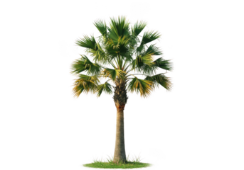 Detailed image of a lush palm tree standing tall in a natural environment isolated on transparent background