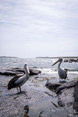 Two pelicans on rocks in front of blue water in Australia with sunlight from behind