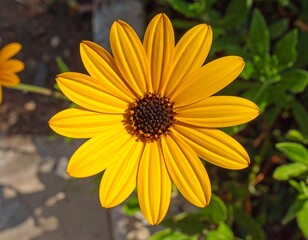 Close-up of a vibrant yellow African Daisy flower in full bloom