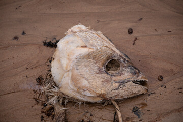 It's a dead fish head on sand