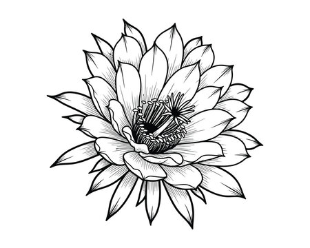 Detailed Ink Drawing of a Night Blooming Cereus Cactus Blossom Flower