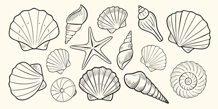 Collection of hand drawn seashells and starfish illustrations in black and white outline style