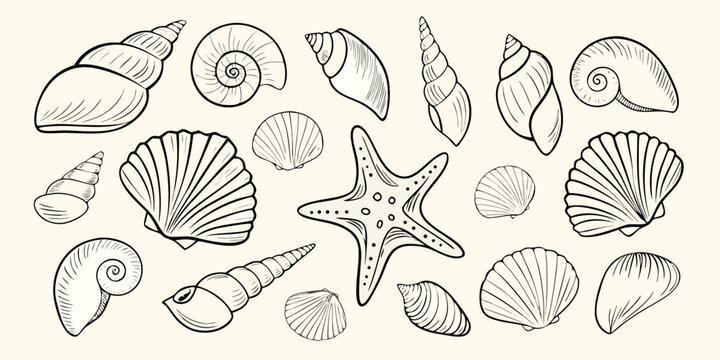 Collection of hand drawn seashells and starfish illustrations on a cream background