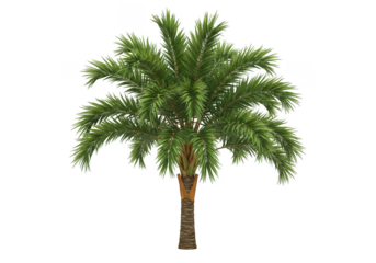 Lush green palm tree isolated rendering for tropical and exotic scene creation isolated on transparent background