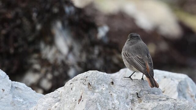 Black redstart // Hausrotschwanz (Phoenicurus ochruros)