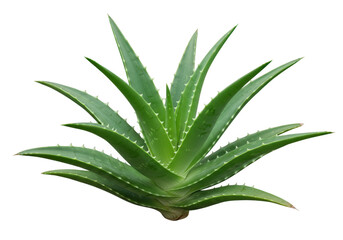 Obraz premium Vibrant green aloe vera plant detailed close-up shot healthy succulent tropical botanical isolated on transparent background