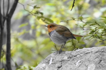 岩に止まるコマドリ