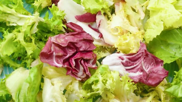 Fresh mixed salad with green lettuce, endive, and radicchio leaves, showing vibrant colors and crisp texture, representing healthy eating and organic freshness.Rotating video on blue plate.