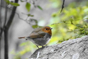 石の上に止まるコマドリ