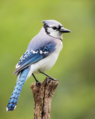 Blue Jay Portrait on Perch 
