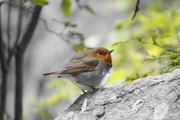 石の上に止まるコマドリ