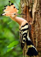 Hoopoe at Tree Nest Cavity