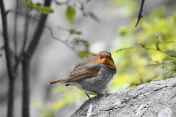 石の上に止まるコマドリ