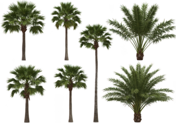 Collection of realistic palm trees diverse sizes and styles for tropical scene design isolated on transparent background