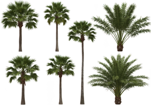Collection of realistic palm trees diverse sizes and styles for tropical scene design isolated on transparent background