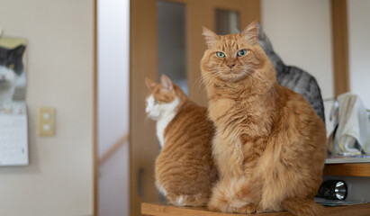 座って見つめる可愛い猫　茶トラ猫	