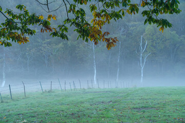 朝霧の牧場