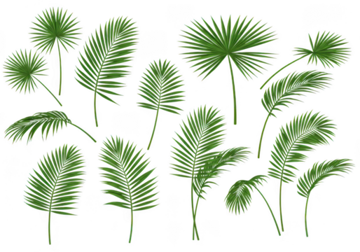 Assorted tropical palm leaves arrangement botanical garden elements flora nature isolated on transparent background