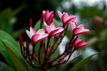 Fototapeta premium Pink and white tropical mountain tulip like flower with thick petals
