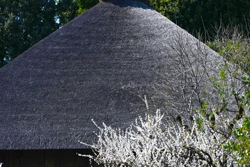 The view of thatched roofs. Thatched roofs, a primal landscape of Japan, evoke nostalgic feelings....