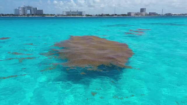 Sargassum patch in the sea in Cancun