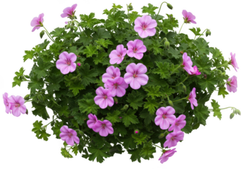 Lush hanging basket filled with delicate pink petunias and green foliage isolated on transparent background