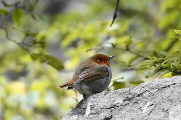 石の上に止まるコマドリ