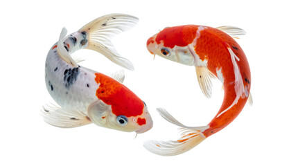  Graceful koi fish bundle with vibrant orange and red markings, isolated on transparent background