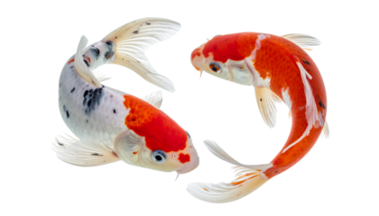  Graceful koi fish bundle with vibrant orange and red markings, isolated on transparent background