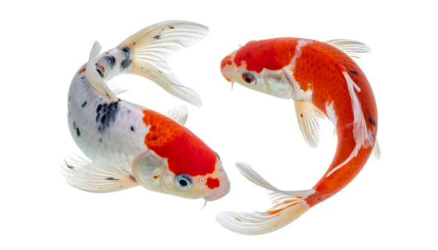  Graceful koi fish bundle with vibrant orange and red markings, isolated on transparent background