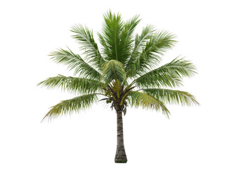 Realistic tropical palm tree foliage with detailed fronds and trunk isolated on transparent background