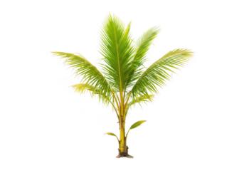 Lush green palm tree with fronds swaying in the tropical breeze isolated on transparent background