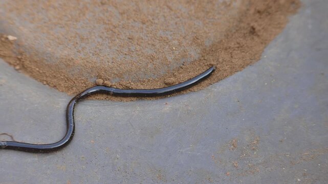 Indotyphlops braminus snake. Its common name brahminy blind snake&nbsp;and blind worm snake. It is a non venomous&nbsp;blind snake&nbsp;species, found mostly in Africa and Asia. Its fossorial or  burrowing reptile.
