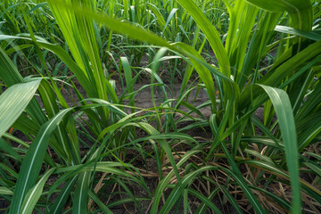 Obraz premium green sugarcane leaves growing in garden or cane plantation with fertile soil for agriculture small sugar cane plants and sugarcane fields by farmers with biofuel or gasoline fuel in Thailand