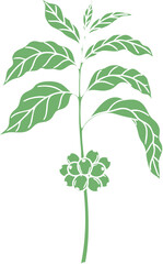 Stylized Green Coffee Plant Illustration with Fresh Leaves and Ripening Berries.