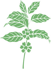 Stylized Green Coffee Plant Illustration with Leaves and Developing Berries.