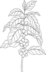 Coffee Plant Branch with Leaves and Berries Line Art Illustration.