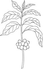 Coffee Plant Branch with Leaves and Ripe Cherries Line Art Illustration.