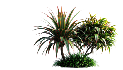 plant duo with ender green leaves, isolated on transparent background