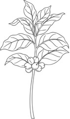 Detailed Coffee Plant Branch with Leaves and Ripe Berries Line Art.