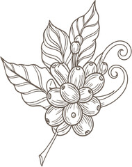 Detailed Line Art Illustration of Coffee Plant Branch with Beans and Leaves.