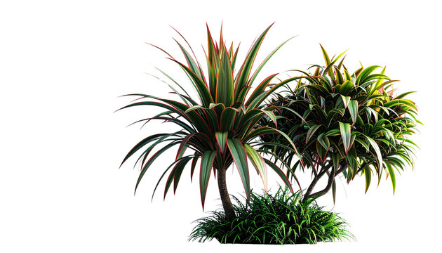 plant duo with ender green leaves, isolated on transparent background