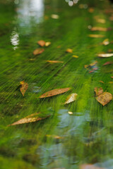 Dotted with floating leaves, long green algae strands create curving lines on streambed. Light reflecting surface adds gentle movement to seasonal scene.