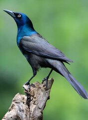 A Common Grackle Perched on a Tree Stump
