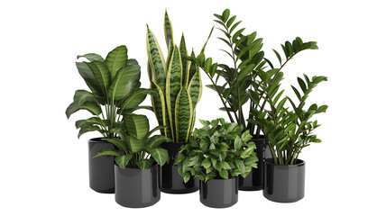 Collection of Modern Indoor Houseplants in Black Pots, Isolated on Transparent background
