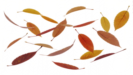 Autumn Leaves Falling - Scattered Brown and Orange Foliage, Isolated on Transparent background