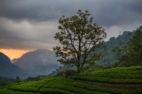 Munnar diaries - Picturesque hill station located in the Idukki district of the Indian state of Kerala